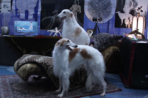 Lucy sales the borzoi