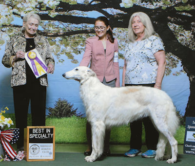 borzoi breeders midwest